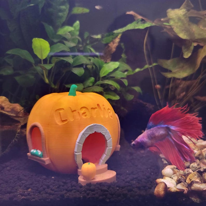 May include: An orange pumpkin-shaped aquarium decoration with the name "Charlie" carved into it. The decoration has two arched doorways and a small pumpkin on a set of steps. A red and blue betta fish swims nearby.