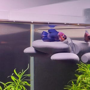 May include: A blue and pink Betta fish rests on a gray, 3D-printed aquarium decoration. The fish has a blue body and tail with pink and orange accents on its head. Green plants are visible in the foreground.