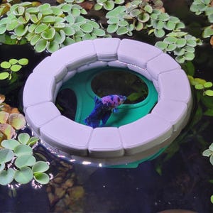 May include: A blue and purple betta fish swims inside a circular, light gray floating feeding ring. The ring is constructed from segmented, rectangular pieces and rests on the surface of the water, surrounded by small, round green aquatic plants.