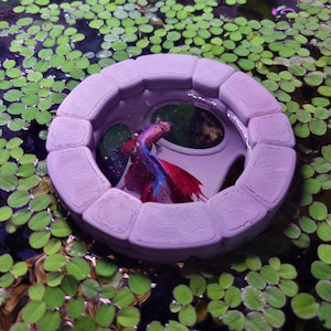 May include: A purple betta fish swims inside a light purple, circular aquarium decoration. The decoration is surrounded by green aquatic plants. The fish has red and blue fins.