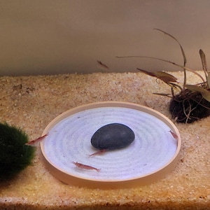 May include: A circular light-colored feeding dish containing white sand with concentric circular patterns and a single smooth dark gray stone in the center, with several small translucent red shrimp moving across the sand surface.