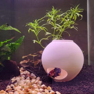 May include: A light pink ceramic aquarium ornament with a round shape and a circular opening. A colorful betta fish is visible inside the ornament. The aquarium also contains green plants, gravel, and a dark background.