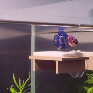 May include: A colorful Betta fish with blue, pink, and white scales swims near a small, light-colored wooden platform. The fish is in an aquarium with a few green plants visible in the foreground.