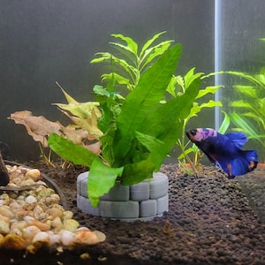 May include: A vibrant blue and purple betta fish swims near a green aquatic plant anchored in a circular, light gray, brick-patterned stone base. The aquarium features a dark substrate and a mix of light-colored pebbles in the foreground.