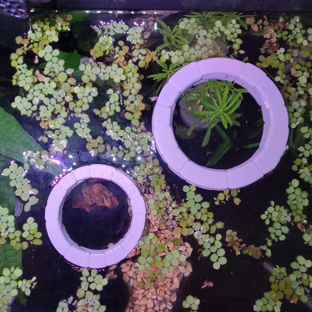 Floating Fish Feeding Ring & Plant Corral | Stone Wishing Well Design ...
