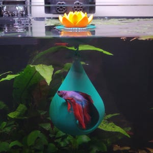 May include: A teal, teardrop-shaped fish resting cave suspended in an aquarium. The top of the cave features a bright yellow floating lotus flower. A purple and red betta fish is positioned inside the hollow opening of the teal structure.