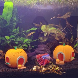 May include: An aquarium scene featuring two orange pumpkin-shaped houses with arched doorways and green stems. The house on the left has the name "Charlie" on it. A colorful betta fish swims near the houses.