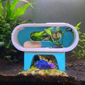 May include: A white and light blue oval-shaped aquarium hideout with a hollow center and a flat top surface. A small green plant sits on the top platform next to a smooth beige stone. A vibrant blue and purple betta fish swims underneath the structure.