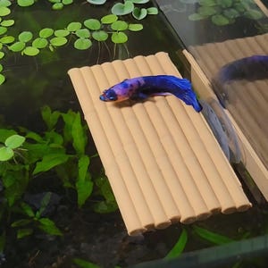 May include: A blue and purple betta fish resting on a beige, cylindrical, bamboo-style floating platform attached to the side of an aquarium glass wall with a clear suction cup, surrounded by green aquatic plants floating in the water.