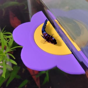 May include: A colorful Betta fish rests on a purple and yellow flower-shaped platform inside a fish tank. The fish has a mix of blue, black, and red scales. The platform is positioned near the glass of the tank.