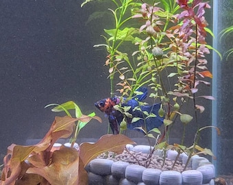 Stone-Style Garden Aquarium Planter for Live Plants, Betta & Shrimp Tank Decor