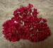 2 BOUQUETS VINTAGE Millinery Flowers Forget Me Nots Red - Perfect for Valentine  Packaging or Crafts 