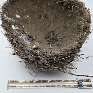 May include: A natural bird's nest, constructed from interwoven twigs, grass, and mud. The nest is a bowl shape, with a rough, textured exterior and a darker, compacted interior. A gauge is at the bottom of the image.