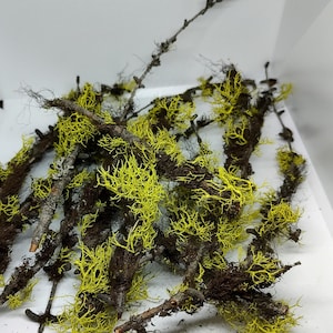 Collection of 12 Moss Covered Branches - Lichen covered branches- Terrarium  Twigs - Christmas decorations