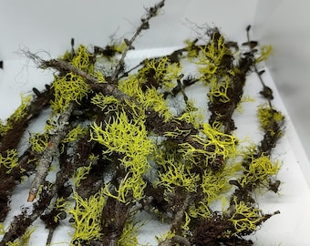 Collection of 12 Moss Covered Branches - Lichen covered branches- Terrarium  Twigs - Christmas decorations