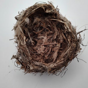 Small Bird Nest