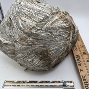 1 bald face  hornet nest.- Perfect for your child's science project - autumn display - shadow box
