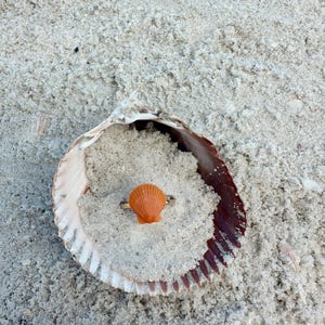 May include: A seashell with a natural brown and white pattern sits on a bed of white sand. A small orange seashell is nestled inside the larger shell.