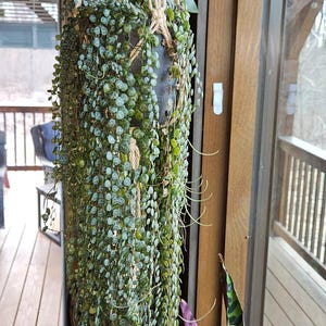 String of Turtles rooted start