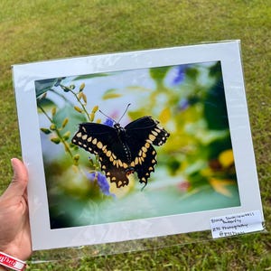 Puede incluir: Fotografía enmarcada de una mariposa cola de golondrina negra posada en una planta floreciente. La mariposa tiene alas negras con marcas amarillas. La fotografía está etiquetada como "Black Swallowtail Butterfly, ZSS Photography, @ZSSPhoto."