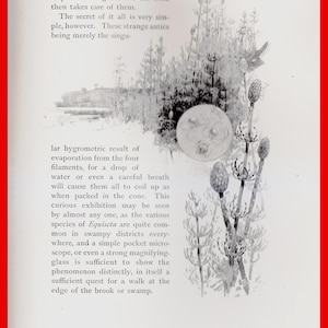 Sharp Eyes - Ein Wanderkalender zweiundfünfzig Wochen zwischen Insekten, Vögeln und Blumen. 1892 Erstausgabe. Naturgeschichte, Illustriert