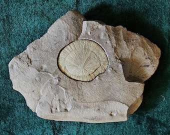 Pyrite Sun: RARE Limited Stock 138 Gram Round Flat Sparkling