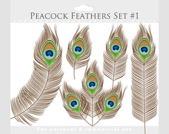 Peacock feather clipart - peacock clip art, feathers, brown, green, blue, aqua, elegant digital designs for commercial and personal use