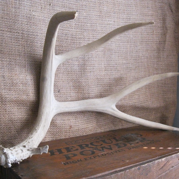 SALE Vintage - Large Deer Antler