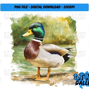 Mallard Duck Bird Watercolour Style Clipart - Digital Download - High Quality PNG File - Perfect for T-shirts, Stickers, Mugs & More