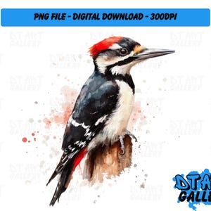 Prachtige specht vogel aquarel stijl clipart-digitale download-hoge kwaliteit png-bestand-perfect voor T-shirts, stickers, mokken en meer