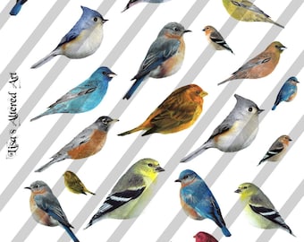 Digital Collage Sheet Birds (Sheet no. FS2) Instant  Download