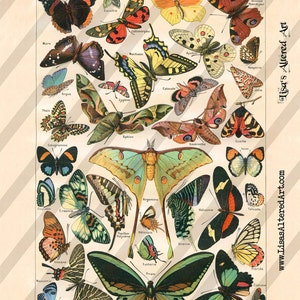 Digital Collage Sheet Vintage Papillon Images Butterflies (Sheet no. O27) Instant Download