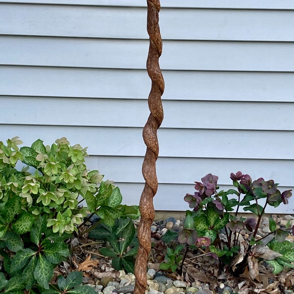 Kentucky Vine Curled Walking Stick / Hiking Stick / Journey Stick / Staff