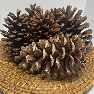 Large Hand-Picked Natural Pine Cones, 5-7”