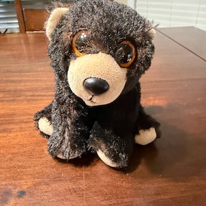 Pode incluir: Um urso de pelúcia preto com olhos grandes e redondos de cor âmbar e um focinho castanho claro. O urso tem uma textura macia e peluda e está sentado em uma superfície de madeira. As patas do urso também são castanhas claras.