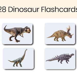 Dinosaurier Lernkarten Kleinkind Lernmaterialien für die Vorschule Lehrplankarten für Frühlerner | Echte Dinosaurier Karteikarten