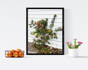 yellow and red rose bush flower garden printable Nature photograpy wall art print digital instant download image 8.5" x 11"