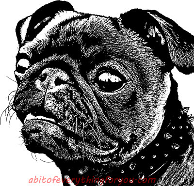 Adorable Pug Dog Black And White