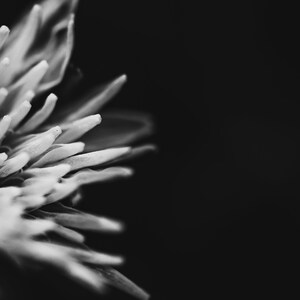 Abstract Dandelion