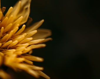 May include: Close-up of a yellow dandelion flower against a dark background.