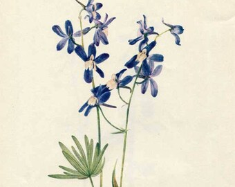 Vintage 1953 Dwarf Larkspur Botanical, Floral Print for Framing, American Wildflower
