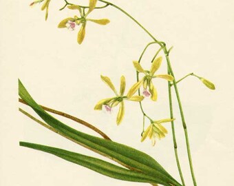 Vintage 1953 Butterfly Orchid Botanical, Floral Print for Framing, American Wildflower, Yellow Flowers