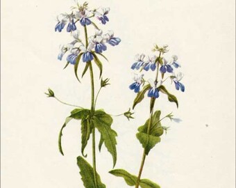 Vintage 1953 Blue Eyed Mary Botanical, Floral Print for Framing, American Wildflower