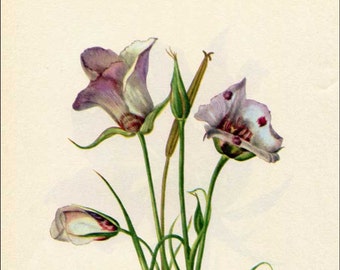 Vintage 1953 Catalina Mariposa Botanical, Floral Print for Framing, American Wildflower