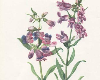 Vintage 1953 Prairie Beard-tongue Perennial Plant, Botanical, Floral Print for Framing, American Wildflower, Lavender Blossoms
