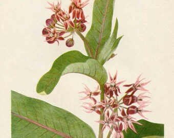 Vintage 1953 Showy Milkweed Plant, Botanical, Floral Print for Framing, American Wildflower, Pink Flowers