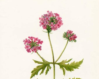 Vintage 1953 Verbena Botanical, Floral Print for Framing, American Wildflower, Verbena Blossoms