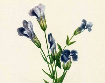 Vintage 1953 Fringed Gentian Botanical, Floral Print for Framing, American Wildflower