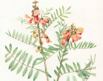 Vintage 1953 Goat's Rue Wildflower Botanical, Floral Print for Framing, American Wildflower