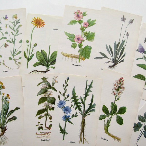 Vintage 1940's Original Wildflower, Botanical Images, 14 7 x 4 Inch Book Pages for Your Journals, Scrapbooking, Wall Decor, Projects